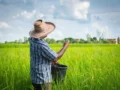 Urgente llamado al Ministerio de Agricultura frente a la difícil situación de los productores arroceros