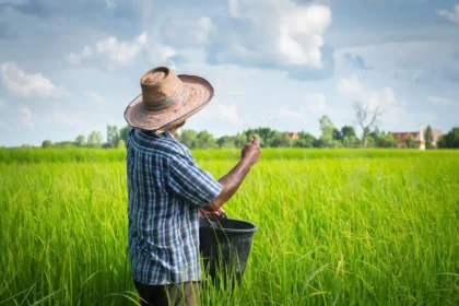 Urgente llamado al Ministerio de Agricultura frente a la difícil situación de los productores arroceros