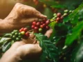 FICCA, punto de encuentro de la industria del café, el cacao y el agroturismo 