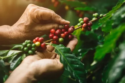 FICCA, punto de encuentro de la industria del café, el cacao y el agroturismo 