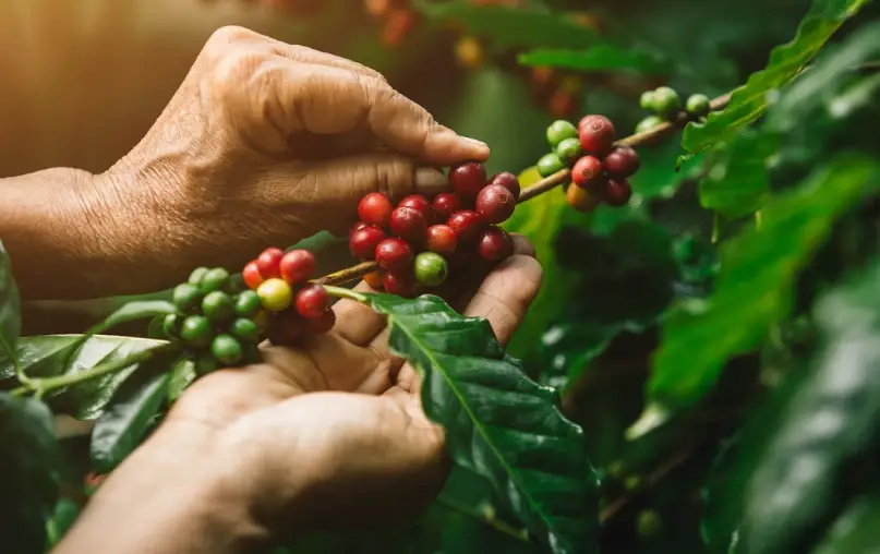 FICCA, punto de encuentro de la industria del café, el cacao y el agroturismo 