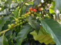 Estados Unidos compra cerca del 40% del café que exporta Colombia: AmCham Colombia