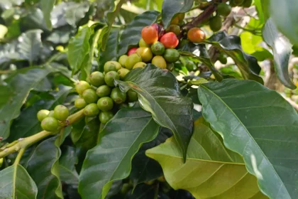 Estados Unidos compra cerca del 40% del café que exporta Colombia: AmCham Colombia