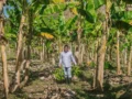 MinAgricultura pone en marcha programa Jóvenes Milagro en 700 municipios