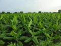 Agricultura resiliente ante el fenómeno de El Niño: claves para enfrentar la sequía y el cambio climático