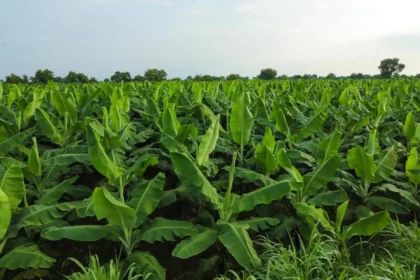 Agricultura resiliente ante el fenómeno de El Niño: claves para enfrentar la sequía y el cambio climático