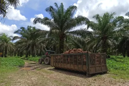 La palma colombiana enfrenta su próximo desafío: producir más y anticiparse al clima
