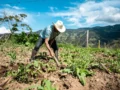 El Fenómeno de El Niño podría agregar hasta 3,26 puntos a la inflación en Colombia