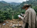 La extorsión, la “nueva roya” que amenaza a los cafeteros en las zonas del conflicto