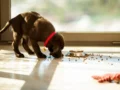 Probióticos: la nueva apuesta por la salud digestiva de perros y gatos
