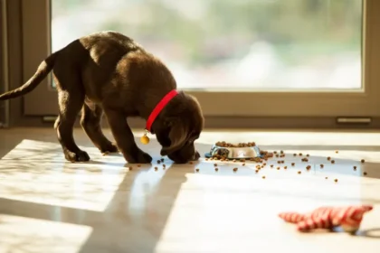 Probióticos: la nueva apuesta por la salud digestiva de perros y gatos