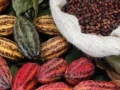 Ferrero presenta sus avances globales en abastecimiento responsable y sostenibilidad del cacao