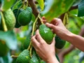 La calidad del Aguacate Hass de Colombia como factor clave para competir en Europa