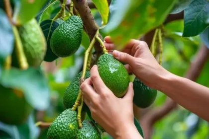 La calidad del Aguacate Hass de Colombia como factor clave para competir en Europa