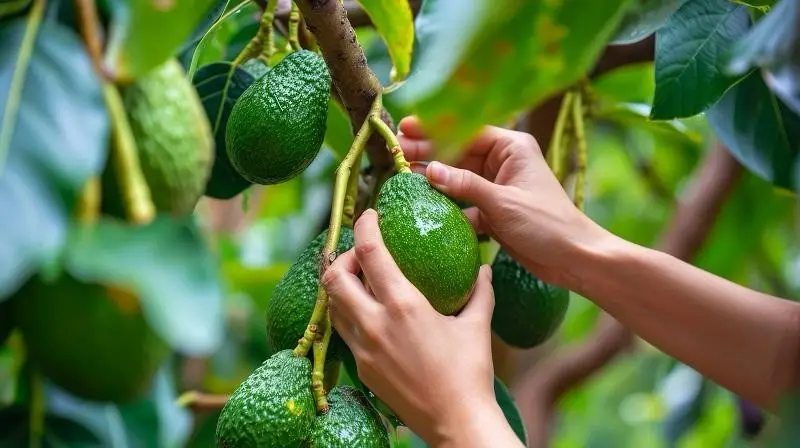 La calidad del Aguacate Hass de Colombia como factor clave para competir en Europa