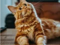 Cuando los gatos nos eligen: el misterio  de los felinos