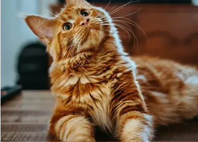 Cuando los gatos nos eligen: el misterio  de los felinos