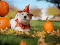 Halloween: Riesgos digestivos que pueden poner en alerta a los padres de mascotas