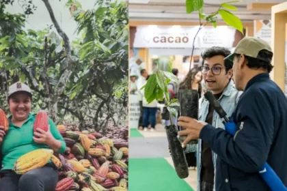 Con récord de US$413 millones en exportaciones, el cacao colombiano llega al Chocoshow