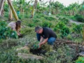 Bancolombia con $18,2 billones en saldo de cartera,  acompaña el crecimiento del agro colombiano