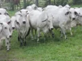 Colombia identifica oportunidades de inversión para transformar los sistemas ganaderos en la FAO