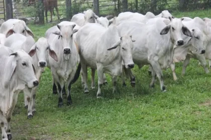 Colombia identifica oportunidades de inversión para transformar los sistemas ganaderos en la FAO