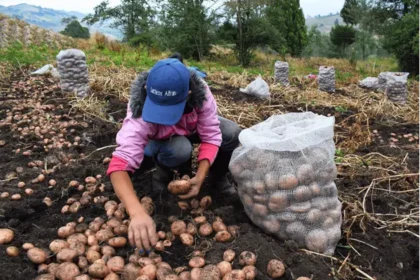 En la región que abastece a Bogotá, comer saludable sigue siendo un desafío
