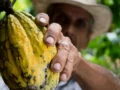 Con récord de US$413 millones en exportaciones, el cacao colombiano llega Chocoshow
