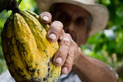 Con récord de US$413 millones en exportaciones, el cacao colombiano llega Chocoshow