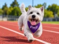 Fixit llega a Paw Run Fest con experiencias, sorpresas y soluciones para el bienestar de las mascotas